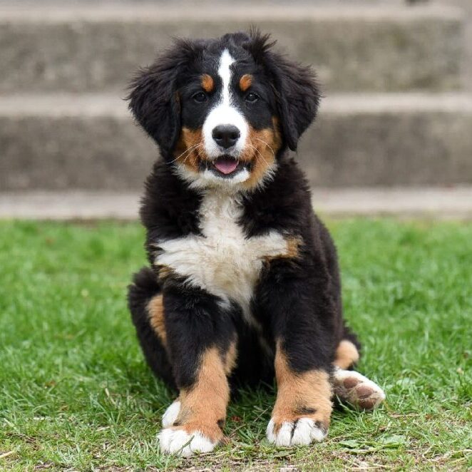 cutest-dog-breed-1024x662 cutest-dog-breed-1024x662
