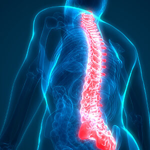 spine-image-web